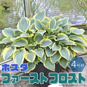 苗 ギボウシ 宿根草の人気商品 通販 価格比較 価格 Com