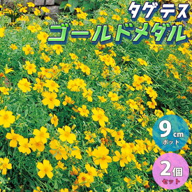 楽天市場 レモンマリーゴールド 苗の通販