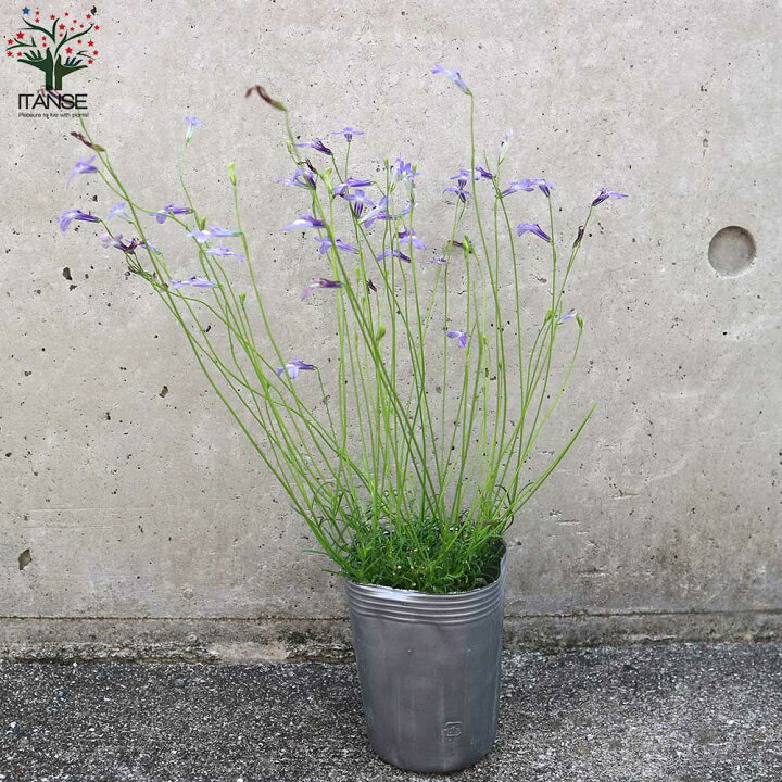 楽天市場 送料無料 丈夫で開花期が長い宿根ロベリア パラシオンブルー ロベリアの苗 花苗 3号鉢 お買い得4個セット 宿根ロベリア パラシオンブルー ロベリアの苗 ロベリア苗 花苗 花の苗 グランドカバー 植物販売のｉｔａｎｓｅ楽天市場店