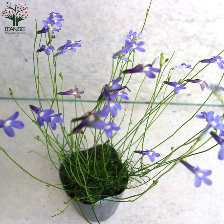 楽天市場 送料無料 丈夫で開花期が長い宿根ロベリア パラシオンブルー ロベリアの苗 花苗 3号鉢 お買い得4個セット 宿根ロベリア パラシオンブルー ロベリアの苗 ロベリア苗 花苗 花の苗 グランドカバー 植物販売のｉｔａｎｓｅ楽天市場店