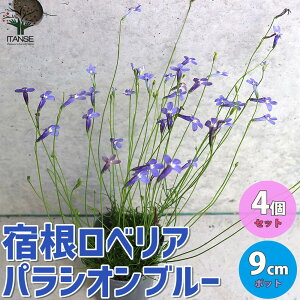 苗 花苗セットの人気商品 通販 価格比較 価格 Com
