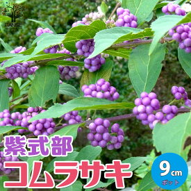 楽天市場 庭木 低木の通販 楽天市場 庭木 低木の通販