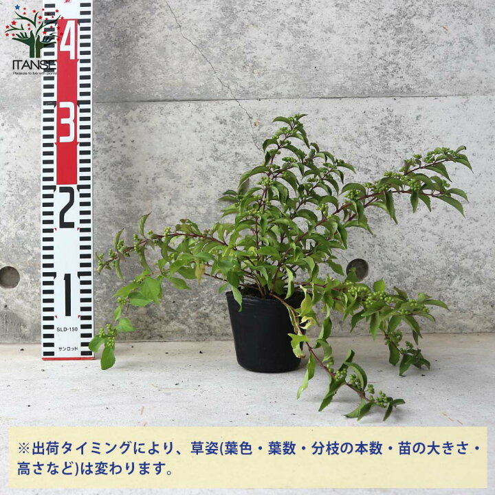 人気ショップが最安値挑戦 コムラサキ 枝垂れ 1株 小紫式部 苗木 庭木 Realcoffeebagco Com