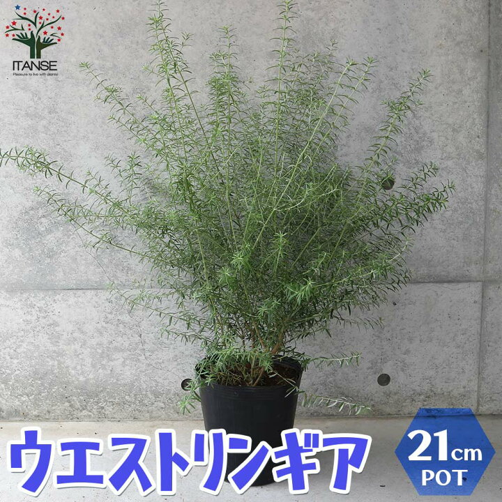 楽天市場 送料無料 ウエストリンギア 花色 淡紫 庭木 7号ポット大苗 1個売り オーストラリアンローズマリー ミントブッシュ 灌木 かんぼく 丈夫 低木 常緑低木 植物販売のｉｔａｎｓｅ楽天市場店
