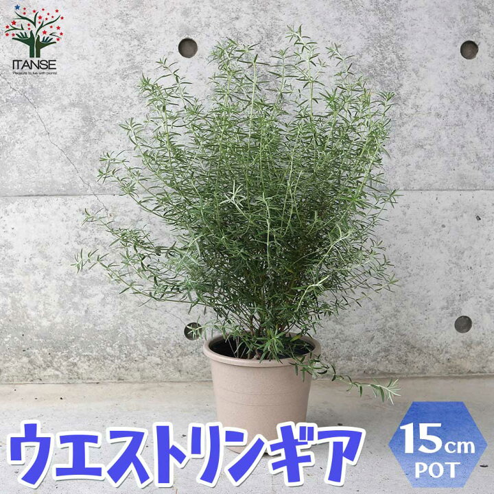 楽天市場 送料無料 ウエストリンギア 花色 淡紫 庭木 5号ポット大苗 1個売り オーストラリアンローズマリー ミントブッシュ 灌木 かんぼく 丈夫 低木 常緑低木 植物販売のｉｔａｎｓｅ楽天市場店