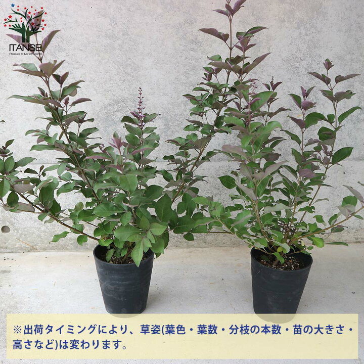 楽天市場 送料無料 ミツバハマゴウ プルプレア 庭木 5号ポット大苗 1個売り ミツバハマゴウ プルプレア ニンジンボク パープレア 三葉浜荊 銅葉西洋人参木 植物販売のｉｔａｎｓｅ楽天市場店