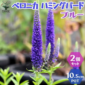 楽天市場 四季咲き 多年草の通販 楽天市場 四季咲き 多年草の通販