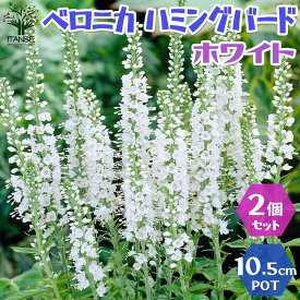 楽天市場 四季咲き 多年草の通販