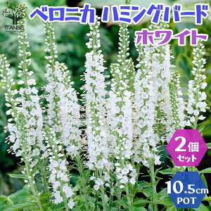 ベロニカ 苗の人気商品 通販 価格比較 価格 Com