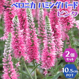 楽天市場 宿根草 四季咲きの通販