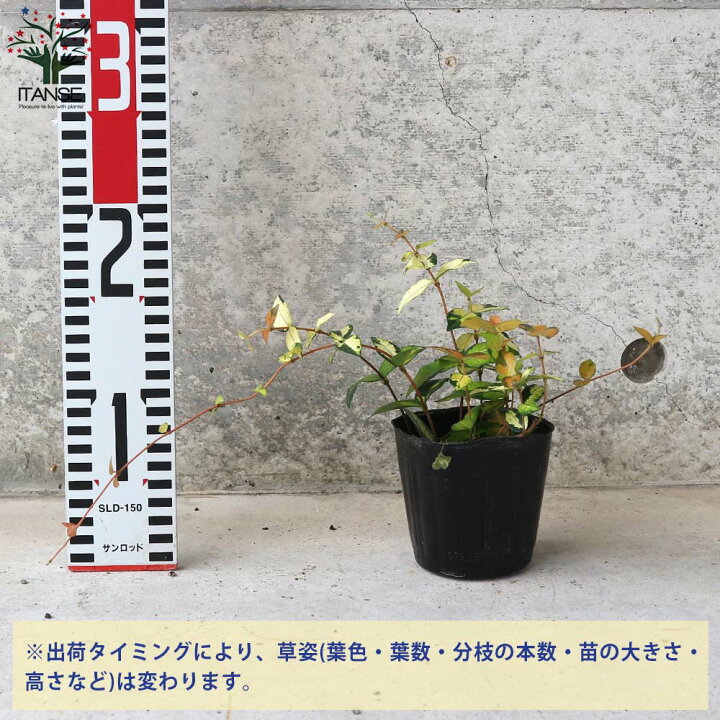 楽天市場 送料無料 黄金カズラ 五色カズラ 庭木 3号ポット苗 お買い得3個セット 黄金カズラ オウゴンカズラ 五色カズラ 黄金綿 斑入り 花苗 お花 宿根草 多年草 植物販売のｉｔａｎｓｅ楽天市場店