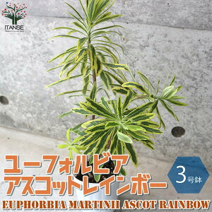 yzAXRbgC{[ [tHrA̕c ԕc 3O|bgc 1 [tHrA ԕc  h N t[ AWg CeAO[ {^jJ 