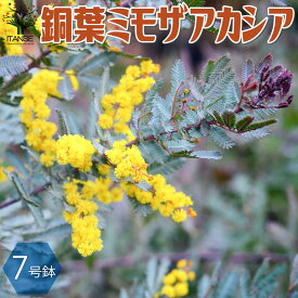 楽天市場 アカシア ミモザの通販