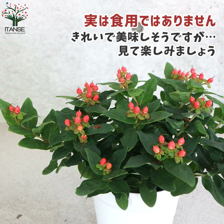 楽天市場 送料無料 ヒペリカム ジュエリールビー 庭木 5号鉢 1個売り ヒペリカム ジュエリールビー 赤い実 金糸梅 キンシバイ オトギリソウ 花木 花木苗 花苗 植物販売のｉｔａｎｓｅ楽天市場店