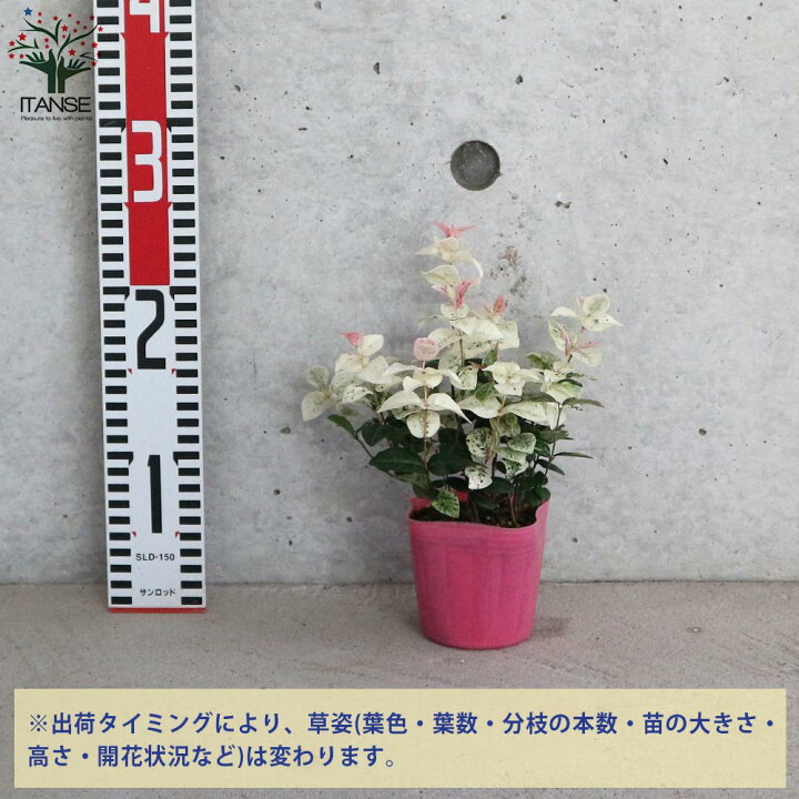 楽天市場 送料無料 ハツユキカズラ 初雪カズラの苗 花苗 3号ポット お買い得2個セット 初雪カズラ ハツユキカズラ 散斑テイカカズラ キョウチクトウ科 テイカカズラ属 花苗 植物販売のｉｔａｎｓｅ楽天市場店