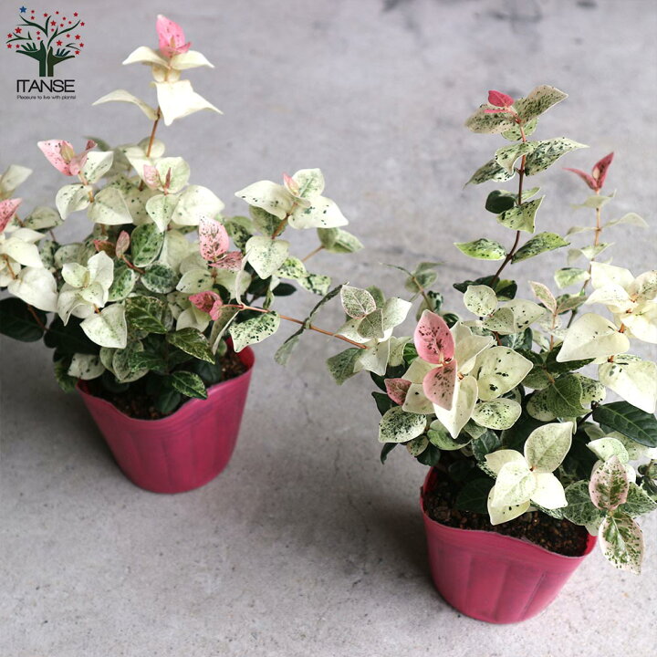 楽天市場 送料無料 ハツユキカズラ 初雪カズラの苗 花苗 3号ポット お買い得2個セット 初雪カズラ ハツユキカズラ 散斑テイカカズラ キョウチクトウ科 テイカカズラ属 花苗 植物販売のｉｔａｎｓｅ楽天市場店