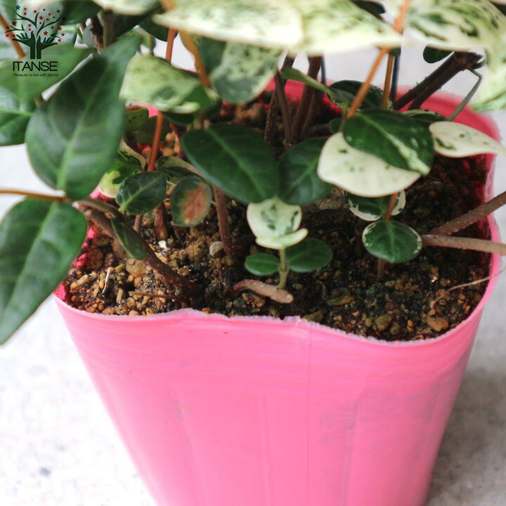 楽天市場 送料無料 ハツユキカズラ 初雪カズラの苗 花苗 3号ポット お買い得2個セット 初雪カズラ ハツユキカズラ 散斑テイカカズラ キョウチクトウ科 テイカカズラ属 花苗 植物販売のｉｔａｎｓｅ楽天市場店