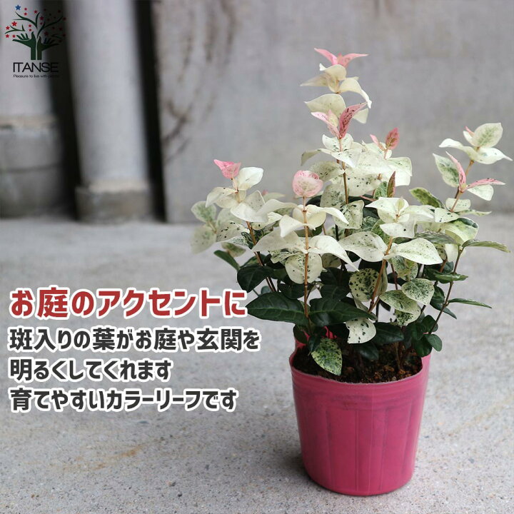 寄せ植え ハンギングに 1 5号鉢植え ハツユキカズラ 初雪カズラ 大株 訳ありセール 大株