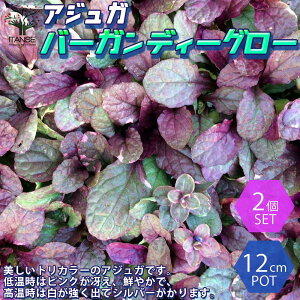 アジュガ 苗の人気商品 通販 価格比較 価格 Com