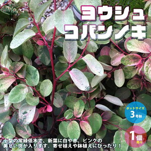 yzEVRomL̕c  3|bgc 1 EVRomL J[[t R~J\E uCjA  K[fjO  [