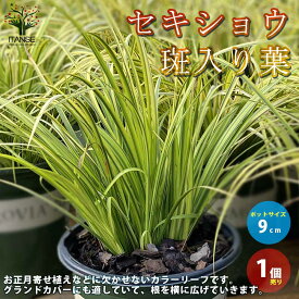 楽天市場 ショウブ 苗の通販