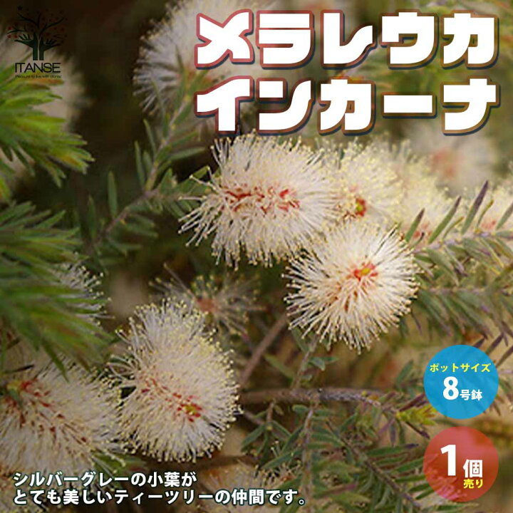 楽天市場 送料無料 メラレウカ インカーナ 庭木 8号鉢 大苗 1個売り メラレウカ インカーナ ティーツリー 丈夫 低木 常緑低木 常緑高木 ハーブ お花 多年草 植物販売のｉｔａｎｓｅ楽天市場店