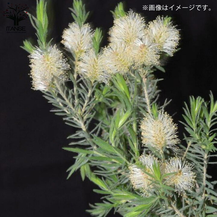 楽天市場 送料無料 メラレウカ インカーナ 庭木 8号鉢 大苗 1個売り メラレウカ インカーナ ティーツリー 丈夫 低木 常緑低木 常緑高木 ハーブ お花 多年草 植物販売のｉｔａｎｓｅ楽天市場店