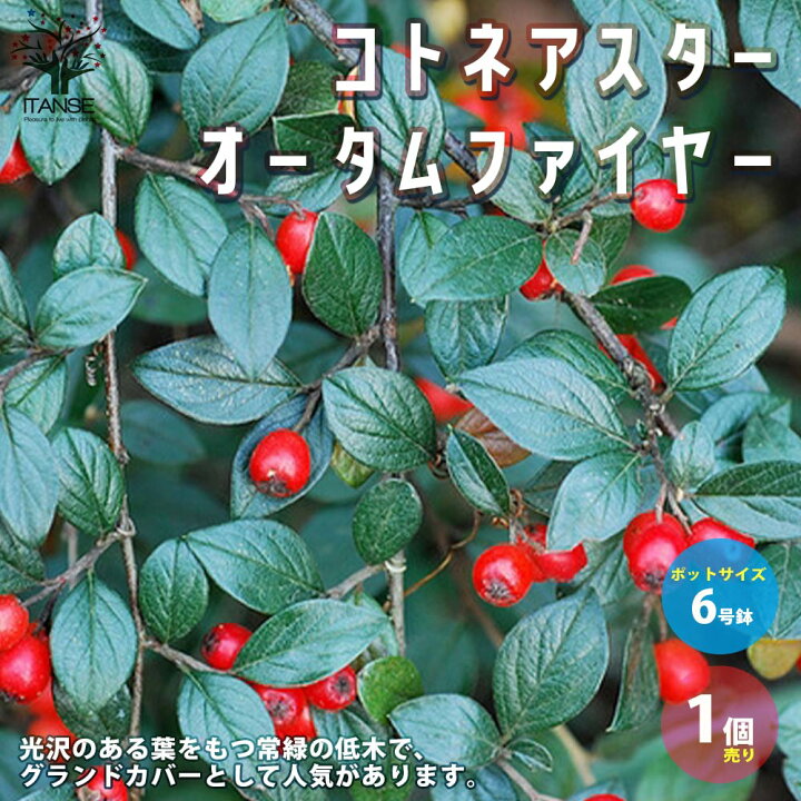 楽天市場 送料無料 オータムファイヤー コトネアスター 庭木 6号鉢 1個売り コトネアスター オータムファイヤー グランドカバー グラウンドカバー 実がなる 丈夫 お花 植物販売のｉｔａｎｓｅ楽天市場店