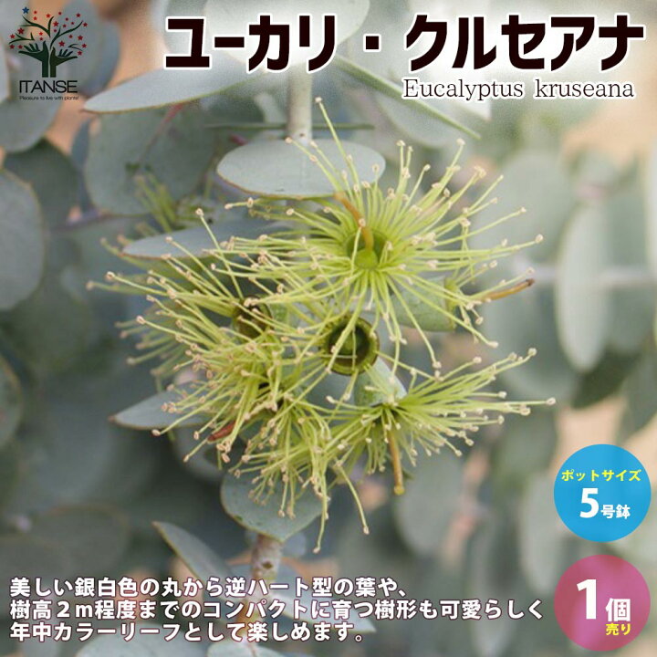 楽天市場 送料無料 クルセアナ ユーカリ 庭木 5号鉢 1個売り ユーカリ ユーカリの苗 ユーカリの苗木 グニー グニユーカリ グニーユーカリ 庭木 植物販売のｉｔａｎｓｅ楽天市場店