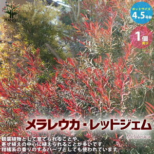 ハーブ 植木の人気商品 通販 価格比較 価格 Com