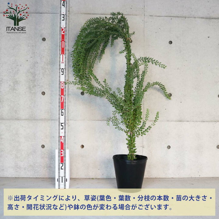 楽天市場 送料無料 四季咲き性アカシア ウィーピングワトル 庭木 8号ポット大苗 1個売り アカシア ウィーピングワトル パールアカシア 矮性品種 四季咲き 花木 植物販売のｉｔａｎｓｅ楽天市場店