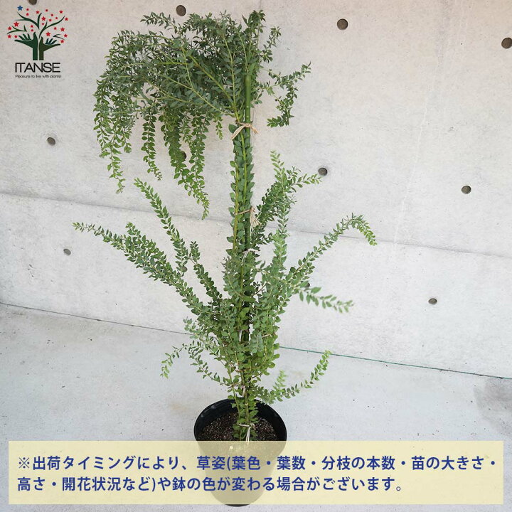 楽天市場 送料無料 四季咲き性アカシア ウィーピングワトル 庭木 8号ポット大苗 1個売り アカシア ウィーピングワトル パールアカシア 矮性品種 四季咲き 花木 植物販売のｉｔａｎｓｅ楽天市場店