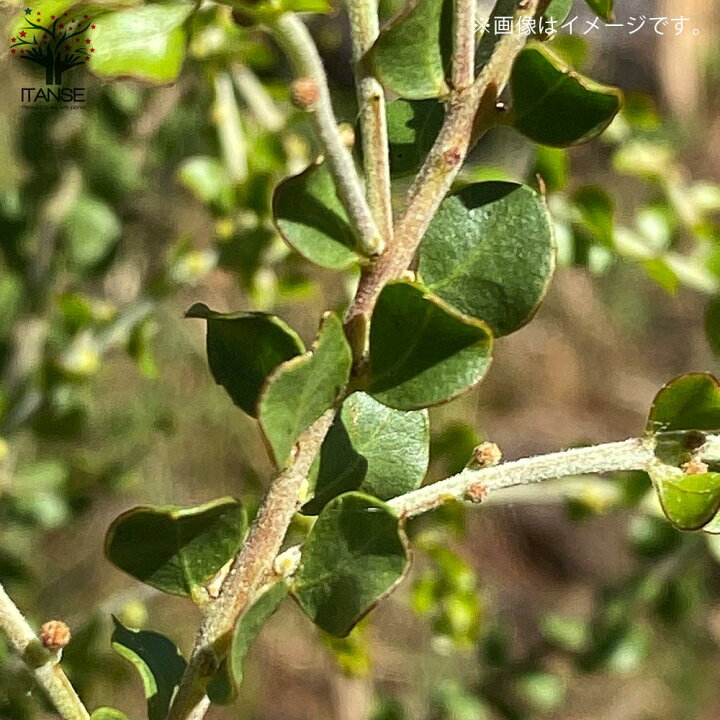 楽天市場 送料無料 四季咲き性アカシア ウィーピングワトル 庭木 8号ポット大苗 1個売り アカシア ウィーピングワトル パールアカシア 矮性品種 四季咲き 花木 植物販売のｉｔａｎｓｅ楽天市場店