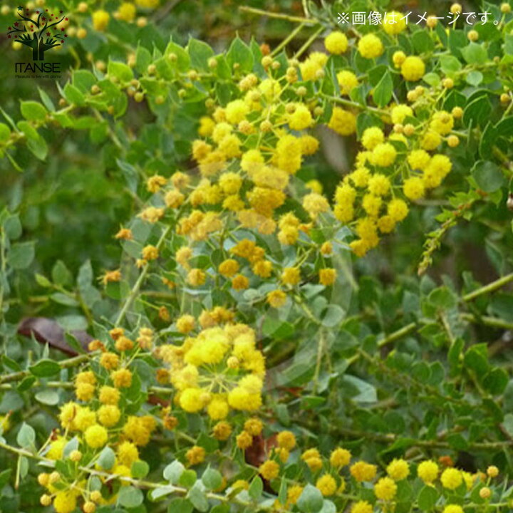 楽天市場 送料無料 四季咲き性アカシア ウィーピングワトル 庭木 8号ポット大苗 1個売り アカシア ウィーピングワトル パールアカシア 矮性品種 四季咲き 花木 植物販売のｉｔａｎｓｅ楽天市場店