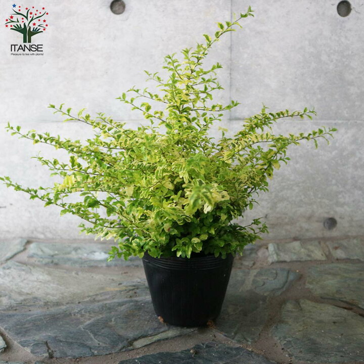 楽天市場 送料無料 プリペット レモン ライム 庭木 4 5号鉢 1個売り プリペット セイヨウボタ ヨウシュイボタ リガストラム モクセイ科 植物販売のitanse楽天市場店 楽天市場 送料無料 プリペット レモン ライム 庭木 4 5号鉢 1個売り プリペット セイヨウボタ ヨウシュイボタ リガストラム モクセイ科 植物販売のitanse楽天市場店