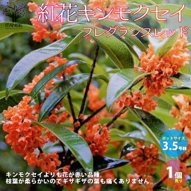 楽天市場 金木犀 盆栽の通販
