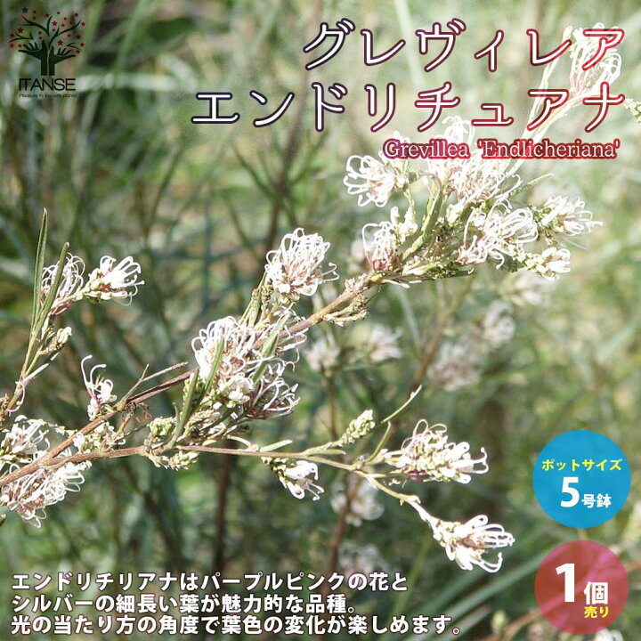 楽天市場 送料無料 グレビレア エンドリチェリアナ 庭木 花木苗1 1個売り グレビレア グレヴィレア エンドリチリアナ Grevillea ヤマモガシ スクリーンプランツ 植物販売のｉｔａｎｓｅ楽天市場店