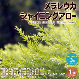 楽天市場 ハーブ 植木 ガーデニング 農業 花 ガーデン Diyの通販