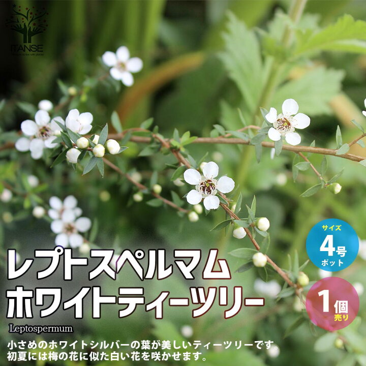 楽天市場 送料無料 レプトスペルマム ホワイトティーツリー 庭木 花木苗4号ポット大苗 1個売り レプトスペルマム属 ネイティブプランツ 半耐寒性 ホワイトシルバー ティーツリー 常緑 植物販売のｉｔａｎｓｅ楽天市場店