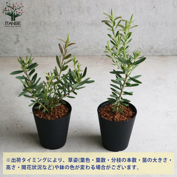 楽天市場 送料無料 リューカデンドロン サファリ サンセット 庭木 花木苗6号鉢 1個売り リューカデンドロン リュウカデンドロン ヤマモガシ ギンヨウジュ 銀葉樹 丈夫 低木 常緑低木 植物販売のｉｔａｎｓｅ楽天市場店