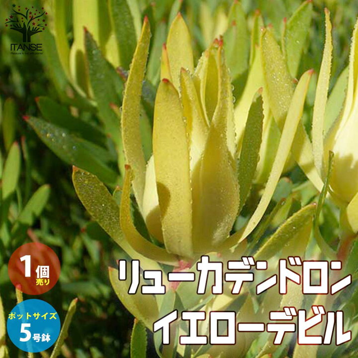 楽天市場 送料無料 リューカデンドロン イエローデビル 庭木 花木苗5号鉢 1個売り リューカデンドロン リュウカデンドロン ヤマモガシ ギンヨウジュ 銀葉樹 丈夫 低木 常緑低木 植物販売のｉｔａｎｓｅ楽天市場店