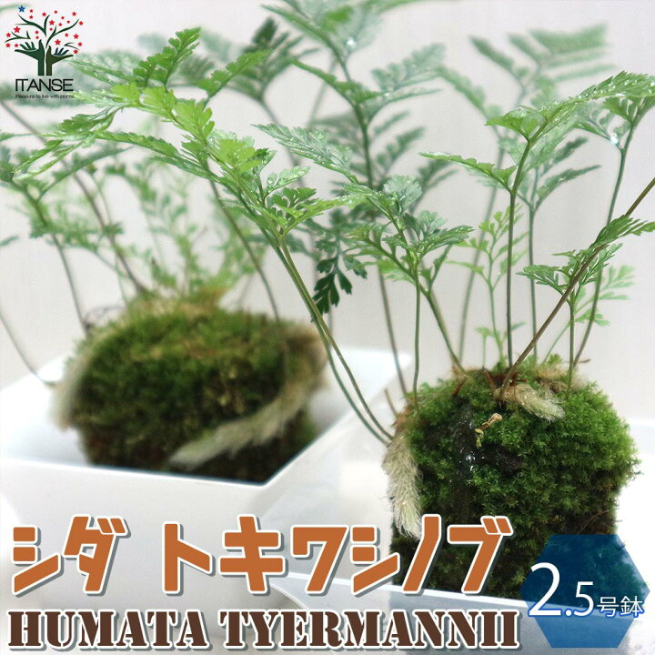 楽天市場 送料無料 トキワシノブ 着生 観葉植物 リビングやオフィス向きサイズ シダ 盆栽 2 5号苔玉 1個売り シダ トキワシノブ 常磐忍 苔玉 盆栽 ミニ盆栽 ミニ観葉 縁起物 インテリア 植物販売のｉｔａｎｓｅ楽天市場店