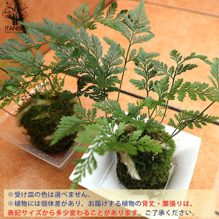 楽天市場 送料無料 トキワシノブ 着生 観葉植物 リビングやオフィス向きサイズ シダ 盆栽 2 5号苔玉 1個売り シダ トキワシノブ 常磐忍 苔玉 盆栽 ミニ盆栽 ミニ観葉 縁起物 インテリア 植物販売のitanse楽天市場店 楽天市場 送料無料 トキワシノブ 着生 観葉植物 リビングやオフィス向きサイズ シダ 盆栽 2 5号苔玉 1個売り シダ トキワシノブ 常磐忍 苔玉 盆栽 ミニ盆栽 ミニ観葉 縁起物 インテリア 植物販売のitanse楽天市場店