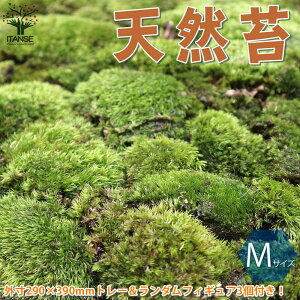 庭 植木の人気商品 通販 価格比較 価格 Com