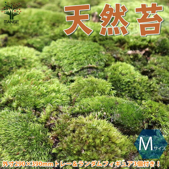 楽天市場 送料無料 天然苔 フィギュア3個 ランダム 付きです フィギュアと苔の苔の種類は選べません 観葉植物 Sサイズ しっかりしたステンレスのトレー入り 1個売り 苔 コケ トレー入り コケリウム 苔ジオラマ 苔テラリウム 山苔 ヤマゴケ 植物販売の