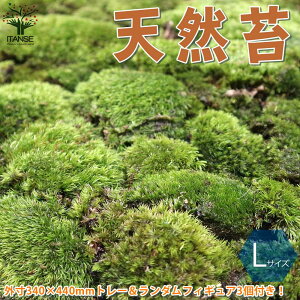 植木 盆栽 苔の人気商品 通販 価格比較 価格 Com 植木 盆栽 苔の人気商品 通販 価格比較 価格 Com