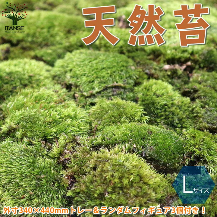 楽天市場 送料無料 天然苔 フィギュア3個 ランダム 付きです フィギュアと苔の苔の種類は選べません 観葉植物 Sサイズ しっかりしたステンレスのトレー入り トレー外寸 340 440mm 1個売り 苔 コケ トレー入り コケリウム 苔ジオラマ 苔テラリウム 山苔 楽天市場 送料無料 天然苔 フィギュア3個 ランダム 付きです フィギュアと苔の苔の種類は選べません 観葉植物 Sサイズ しっかりしたステンレスのトレー入り トレー外寸 340 440mm 1個売り 苔 コケ トレー入り コケリウム 苔ジオラマ 苔テラリウム 山苔