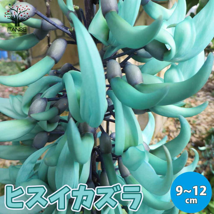 楽天市場 送料無料 ヒスイカズラの苗 翡翠葛 花苗 12cmポット苗 1個売り 熱帯植物 ヒスイカズラ苗 翡翠葛苗 翡翠カズラ苗 ヒスイカズラの苗 翡翠葛の苗 翡翠カズラの苗 Jadevine ジェードバイン 植物販売のｉｔａｎｓｅ楽天市場店