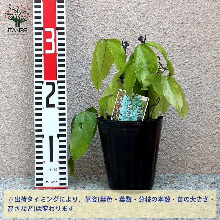 楽天市場 送料無料 ヒスイカズラの苗 翡翠葛 花苗 12cmポット苗 1個売り 熱帯植物 ヒスイカズラ苗 翡翠葛苗 翡翠カズラ苗 ヒスイカズラの苗 翡翠葛の苗 翡翠カズラの苗 Jadevine ジェードバイン 植物販売のｉｔａｎｓｅ楽天市場店