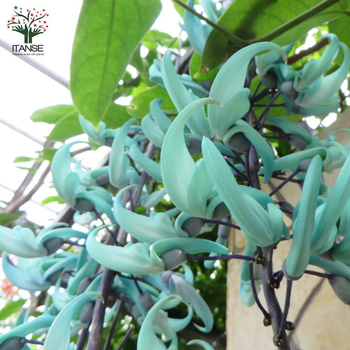 楽天市場 送料無料 ヒスイカズラの苗 翡翠葛 花苗 12cmポット苗 1個売り 熱帯植物 ヒスイカズラ苗 翡翠葛苗 翡翠カズラ苗 ヒスイカズラの苗 翡翠葛の苗 翡翠カズラの苗 Jadevine ジェードバイン 植物販売のitanse楽天市場店 楽天市場 送料無料 ヒスイカズラの苗 翡翠葛 花苗 12cmポット苗 1個売り 熱帯植物 ヒスイカズラ苗 翡翠葛苗 翡翠カズラ苗 ヒスイカズラの苗 翡翠葛の苗 翡翠カズラの苗 Jadevine ジェードバイン 植物販売のitanse楽天市場店